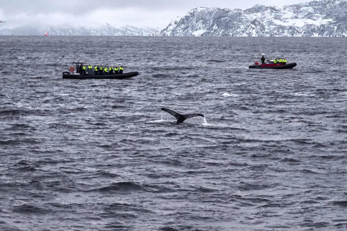 Coda di balena che emerge dall’acqua mossa di un fiordo di Tromsø, con due piccole imbarcazioni di whale watching e montagne innevate sullo sfondo